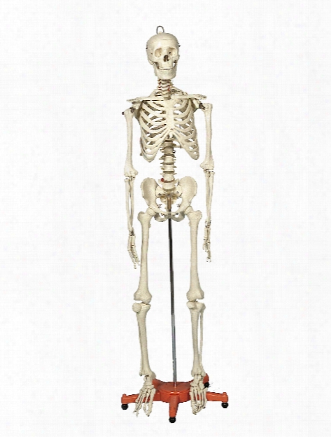 Skeleton Manikins 66 In.