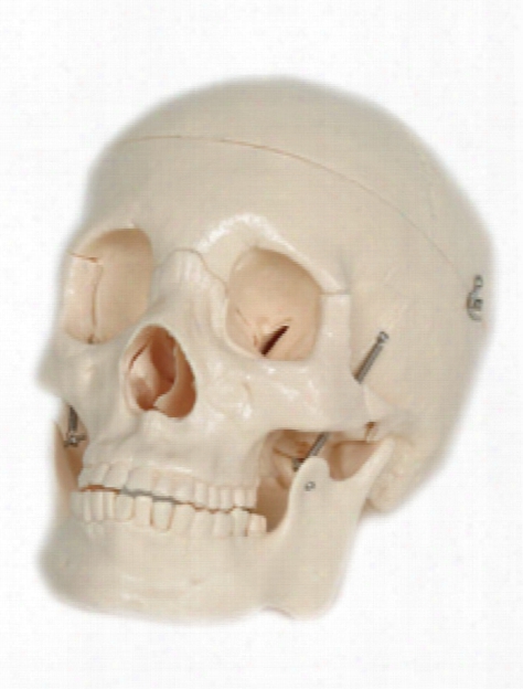 Skull Manikins Adult Skull