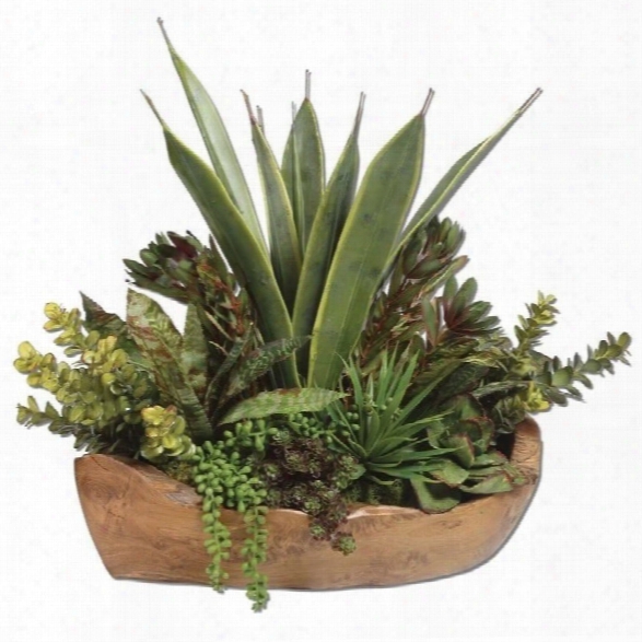 Uttermos T Salar Succulents In Teak Bowl