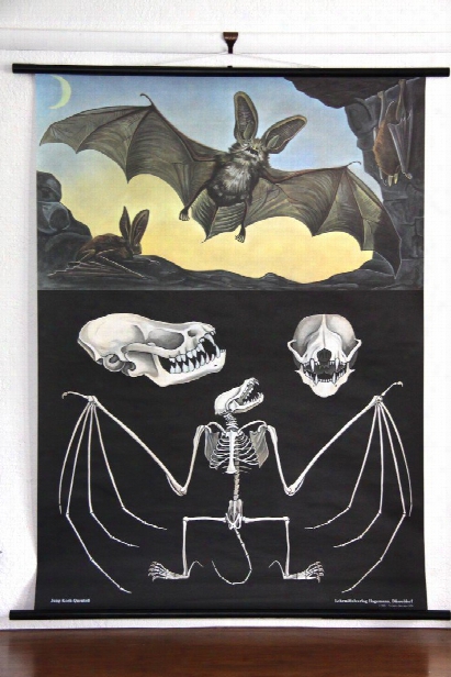 Bat Zoological Wall Chart