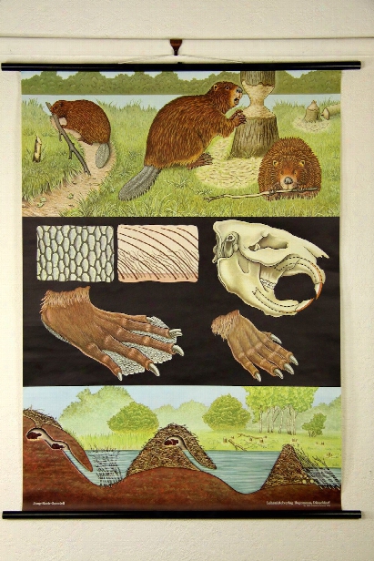 Beaver Zoology Wall Chart