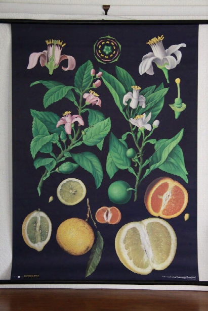 Citrus Fruits Botanical Wall Chart