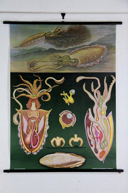 Cuttlefish Zoological Wall Chart