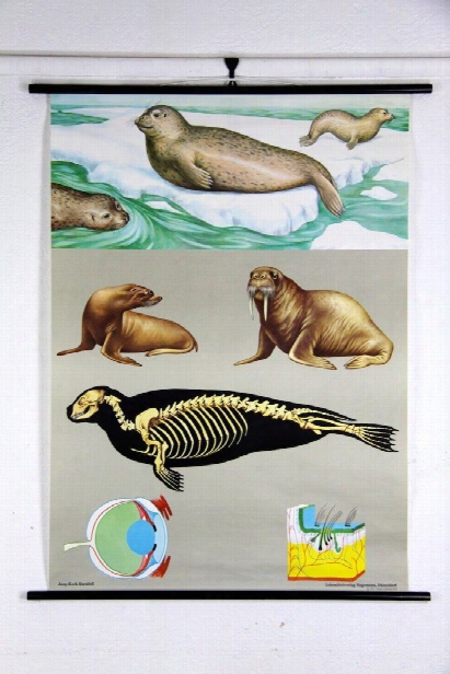 Seal Zoology Wall Chart