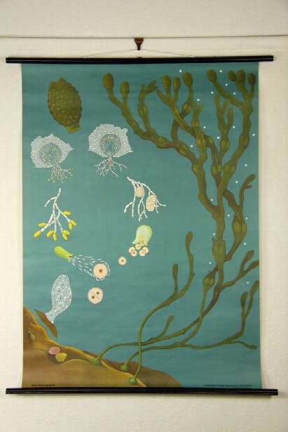 Seaweed Zoology Wall Chart