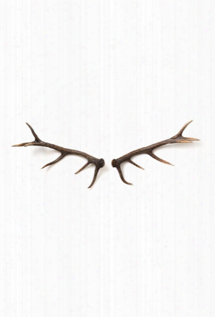 Set Of 2 Wall Elk Antlers In Natural Design By Barbara Cosgrove