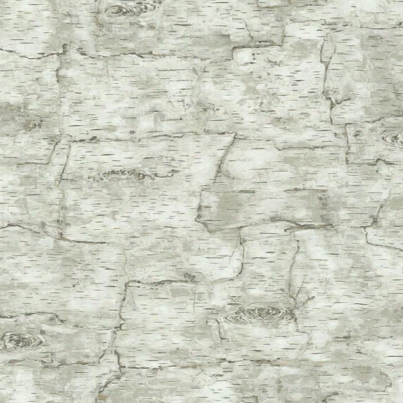 Birch Bark Wallpaper In White By York Wallcoverings