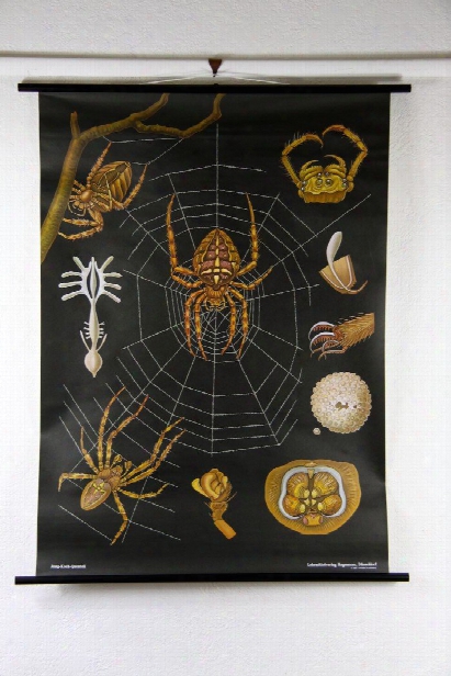 Spider Zoology Wall Chart