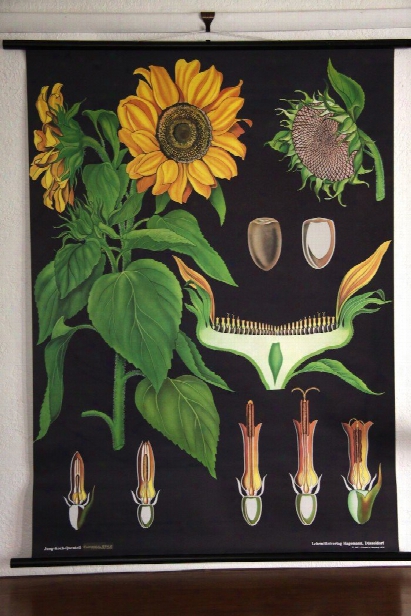 Sunflwer Botanical Wall Chart