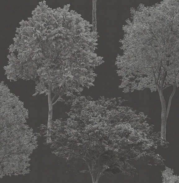 Tree Tops Black Photographic Wallpaper From The Essentials Collection By Brewster Home Fashions