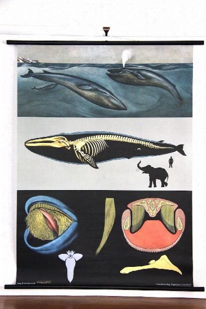 Whale Zoological Wall Chart
