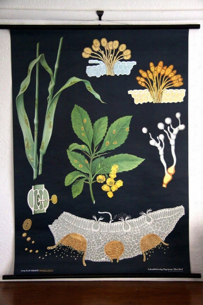 Wheat Rust Botanical Wall Chart