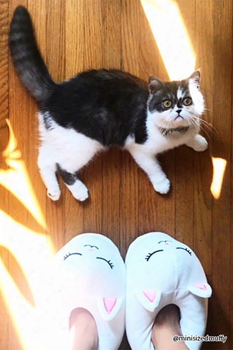 Cat Face Fleece Slippers