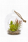 Hanging Glass Terrarium