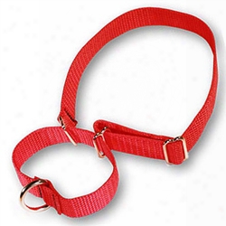 Martingale Pet Collars 1in In Heavywieght Polypro By 14-20