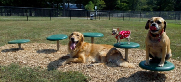 Bark Park Stepping Paws Dog Exercise Equipment