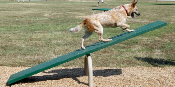 Bark Park Teeter Totter Dog Exercise Equipment