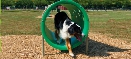 Bark Park Doggie Crawl Exercise Equipment