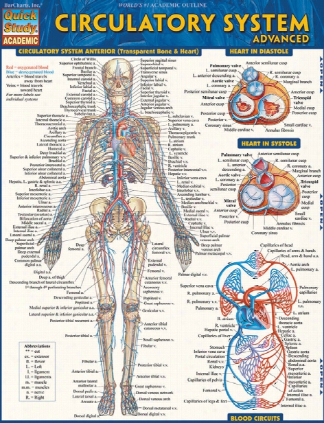 Barcharts Barcharts Advanced Circulatory System Reference Guide - Unisex - Medical Supplies