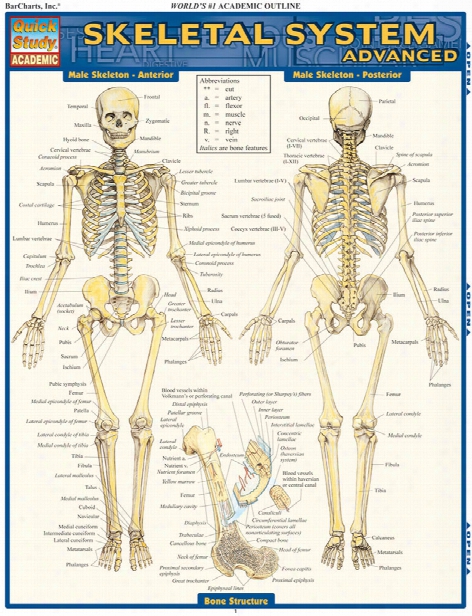 Barcharts Barcharts Advanced Skeletal System Reference Guide - Unisex - Medical Supplies