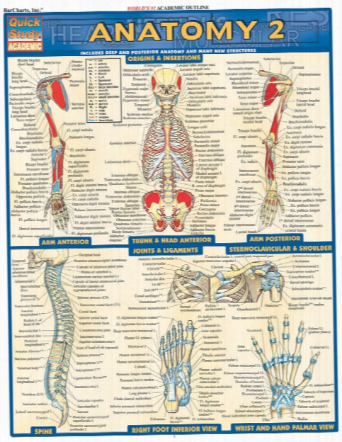 Barcharts Barchartts Anatomy 2 Study Guide - Unisex - Medical Supplies