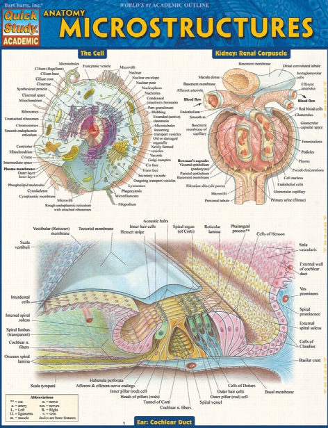 Barcharts Barcharts Anatomy Microstructures Reference Guide - Unisex - Medical Supplies