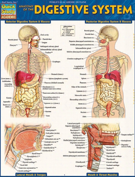 Barcharts Barcharts Anatomy Of The Digestive System Reference Guide - Unisex - Medical Supplies