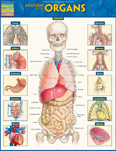 Barcharts Barcharts Anatomy Of The Organs Reference Guide - Unisex - Medical Supplies