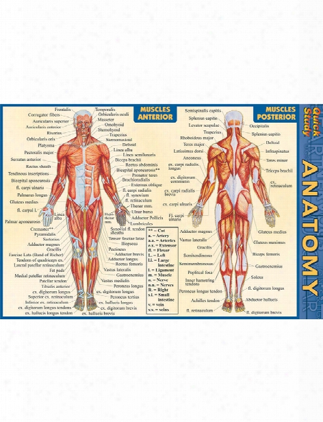 Barcharts Barcharts Anatomy Pocket Guide - Unisex - Medical Supplies