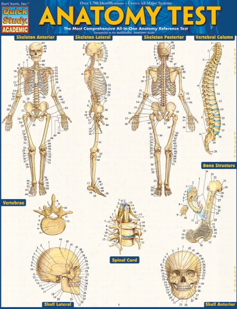 Barcharts Barcharts Anatomy Test Reference Guide - Unisex - Medical Supplies