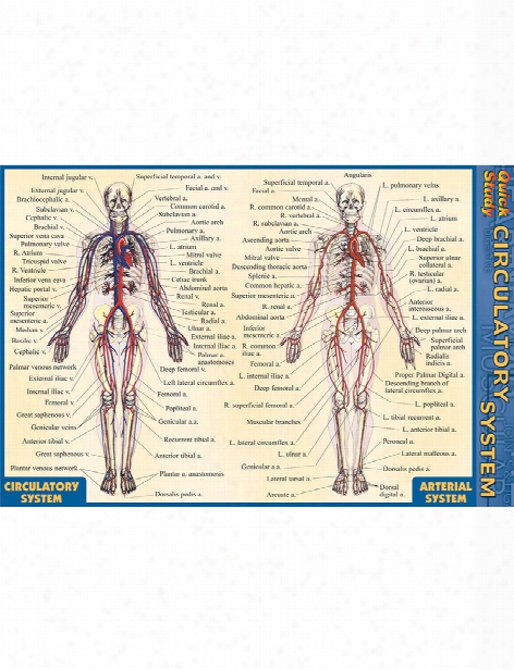 Barcharts Barcharts Circulatory System Pocket Guide - Unisex - Medical Supplies