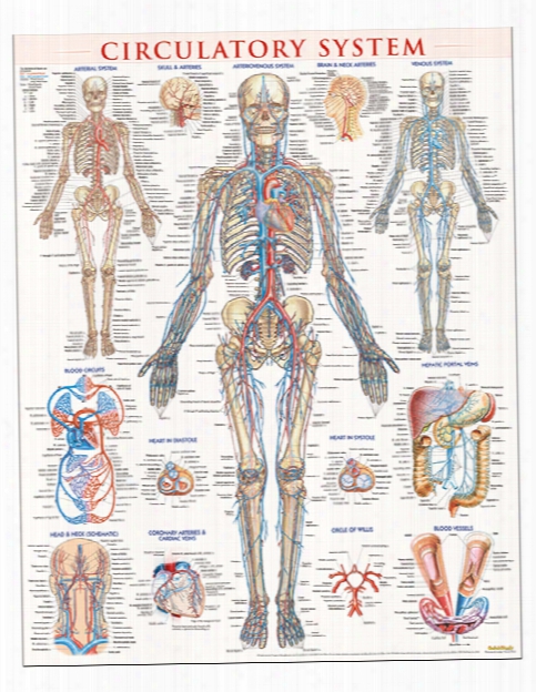 Barcharts Barcharts Circulatory System Poster - Unisex - Medical Supplies