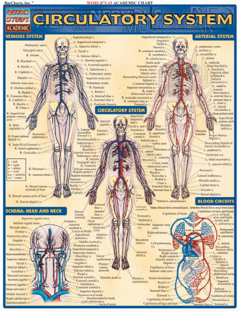 Barcharts Barcharts Circulatory System Reference - Unisex - Medical Supplies