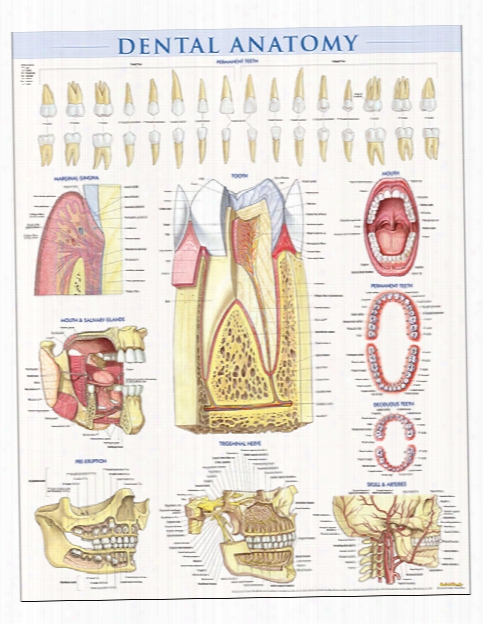 Barcharts Barcharts Dental Anatomy Poster - Unisex - Medical Supplies