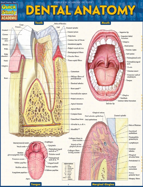 Barcharts Barcharts Dental Anatomy Reference Guide - Unisex - Medical Supplies