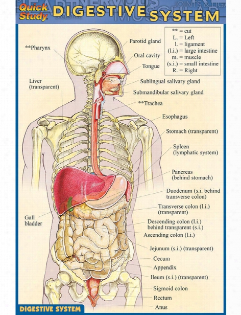 Barcharts Barcharts Digestive System Pocket Guide - Unisex - Medical Supplies