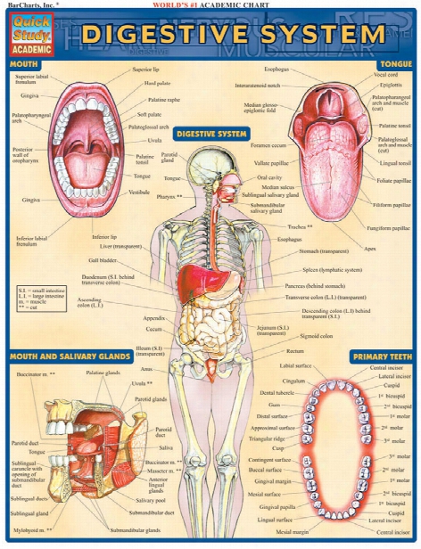 Barcharts Barcharts Digestive System Reference - Unisex - Medical Supplies