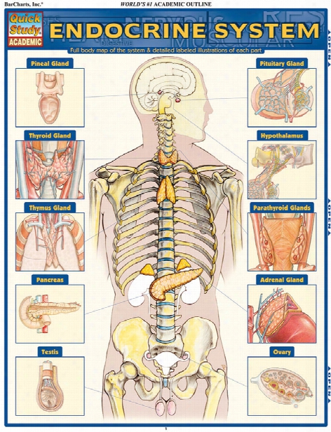 Barcharts Barcharts Endocrine System Reference Guide - Unisex - Medical Supplies