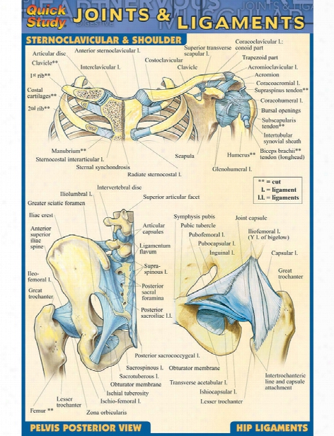 Barcharts Barcharts Joints And Ligaments Pocket Guide - Unisex - Medical Supplies