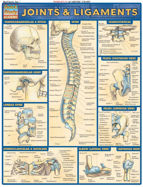 Barcharts Barcharts Joints And Ligaments Reference Guide - Unisex - Medical Supplies