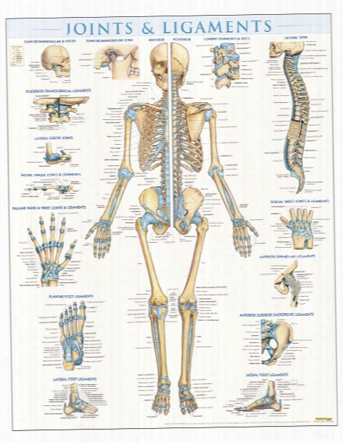 Barcharts Barcharts Joints - Unisex - Medical Supplies