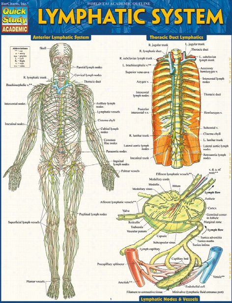Barcharts Barcharts Lymphatic System Reference Guide - Unisex - Medical Supplies
