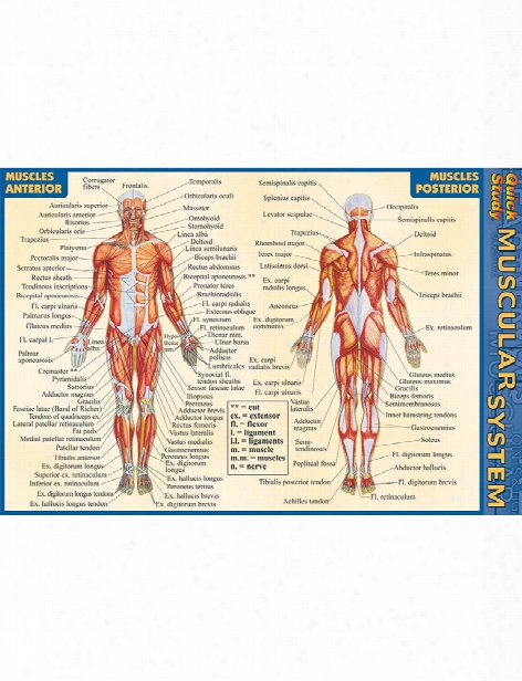 Barcharts Barcharts Muscular System Pocket Guide - Unisex - Medical Supplies