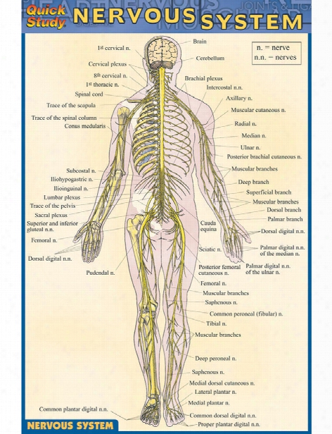 Barcharts Barcharts Nervous System Pocket Guide - Unisex - Medical Supplies