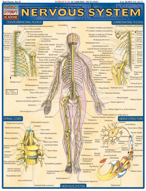 Barcharts Barcharts Nervous System Reference - Unisex - Medical Supplies