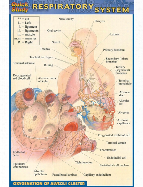 Barcharts Barcharts Respiratory System Pocket Guide - Unisex - Medical Supplies