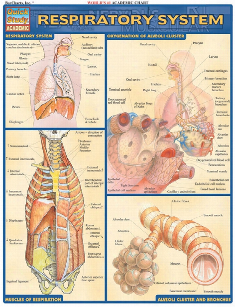 Barcharts Barcharts Respiratory System Reference Guide - Unisex - Medical Supplies