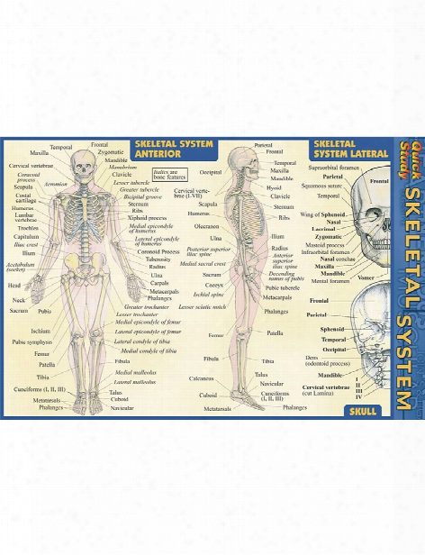 Barcharts Barcharts Skeletal System Pocket Guide - Unisex - Medical Supplies