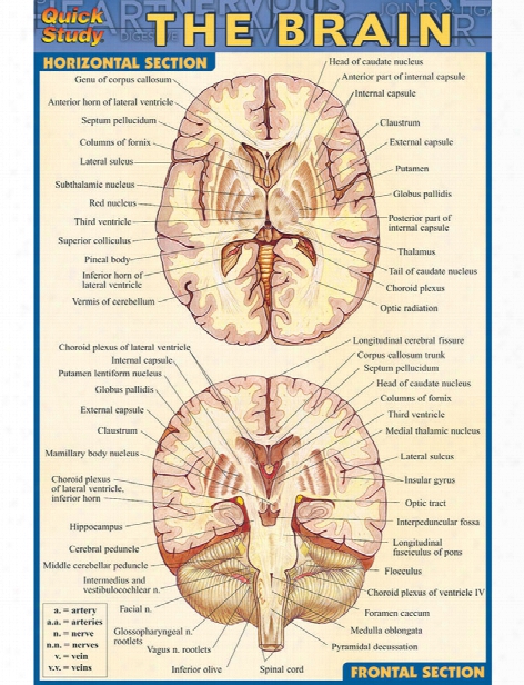 Barcharts Barcharts The Brain Pocket Guide - Unisex - Medical Supplies