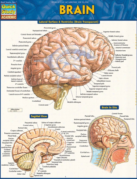 Barcharts Barcharts The Brain Reference Guide - Unisex - Medical Supplies